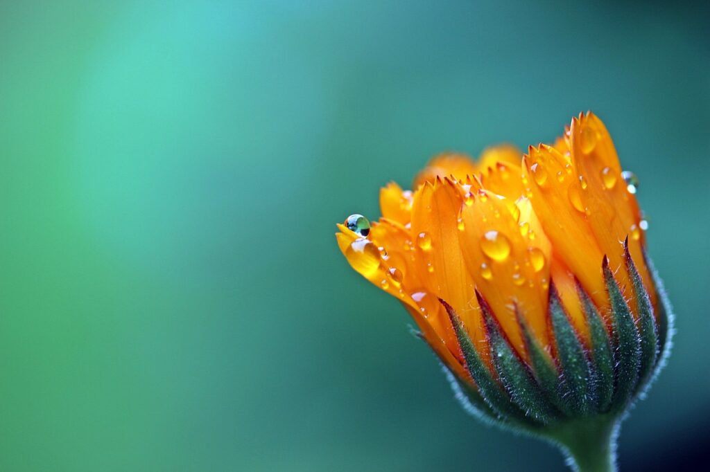 Leuchtend orangefarbene Ringelblume, bedeckt mit reinen Wassertropfen, als Symbol für natürliche Frische und Lebendigkeit.