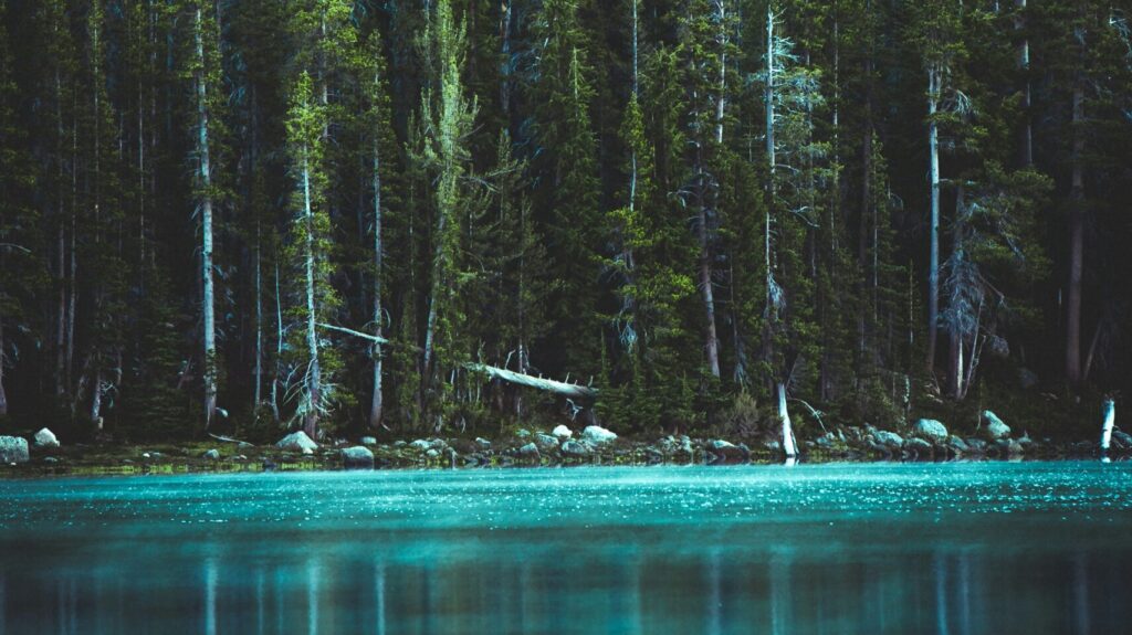 Ein ruhiger, klarer Bergsee, an dessen Ufer ein dichter, grüner Nadelwald wächst.