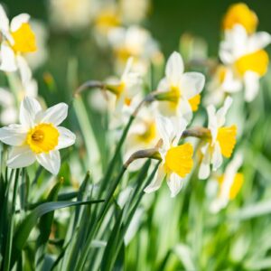 Ein Feld voller blühender Narzissen mit weißen und gelben Blüten, die den Frühling und das Osterfest symbolisieren.